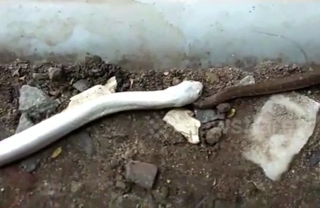 Ảnh cắt từ clip.