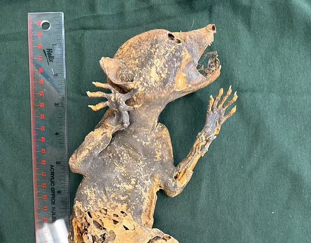 Sinh vật kỳ lạ.