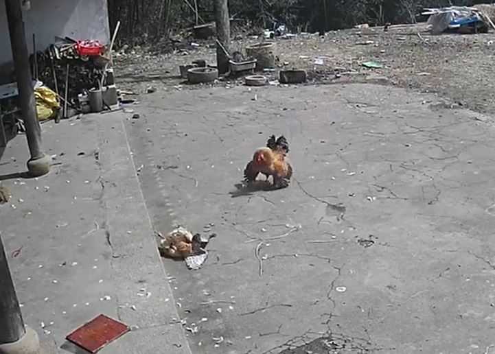 Ảnh cắt từ clip.