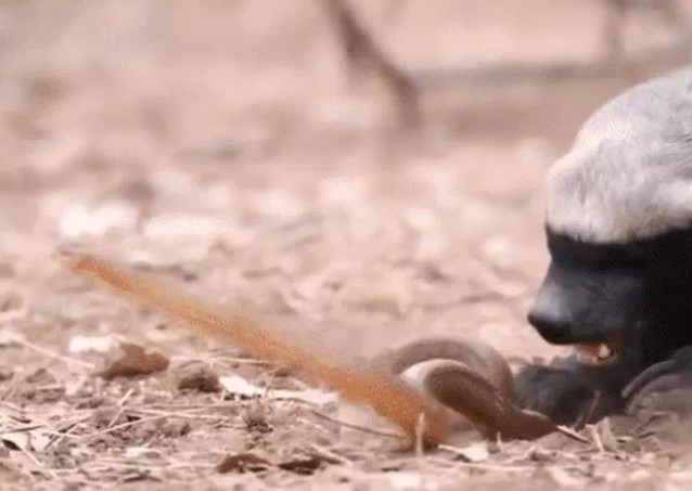 Ảnh cắt từ clip.