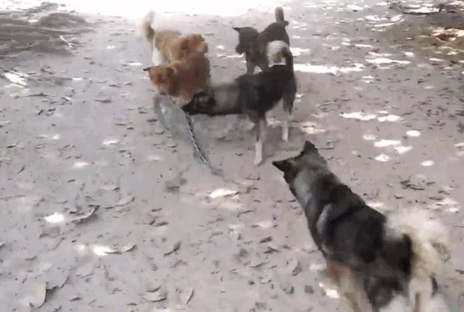 Ảnh cắt từ clip.