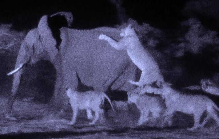 Bầy sư tử săn voi.