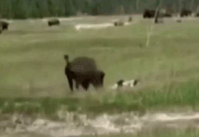 Ảnh cắt từ clip.