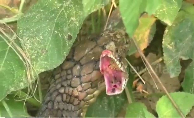 Ảnh cắt từ clip.