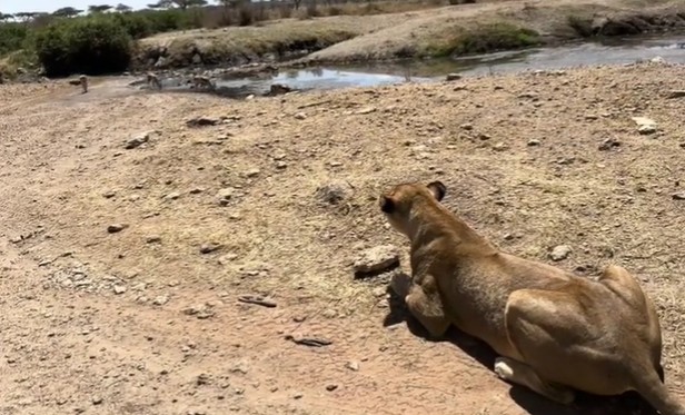 Ảnh cắt từ clip.