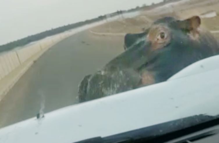 Ảnh cắt từ clip.