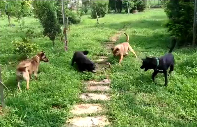 Ảnh cắt từ clip.