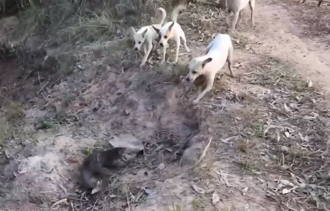 Ảnh cắt từ clip.