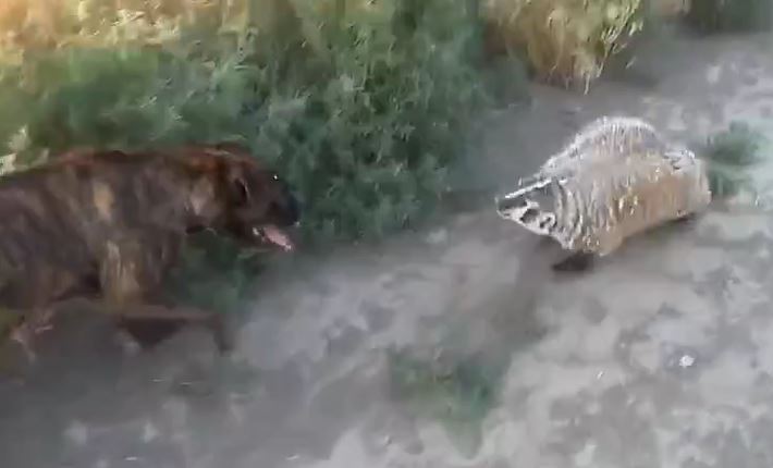 Ảnh cắt từ clip.