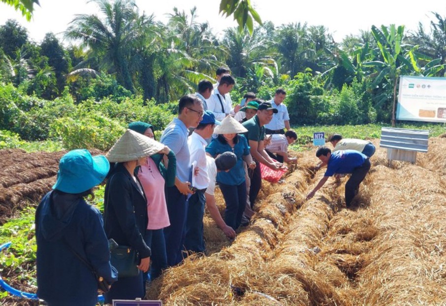 Trồng nấm rơm cho hiệu quả kinh tế cao tại HTX Green Farm, quận Thốt Nốt, Cần Thơ - Ảnh: VGP/LS