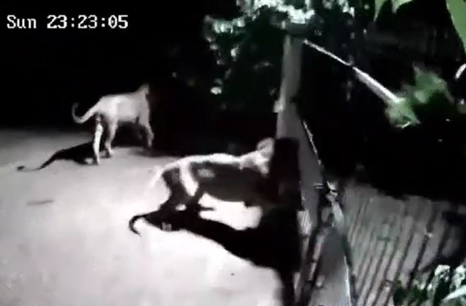 Ảnh cắt từ clip.