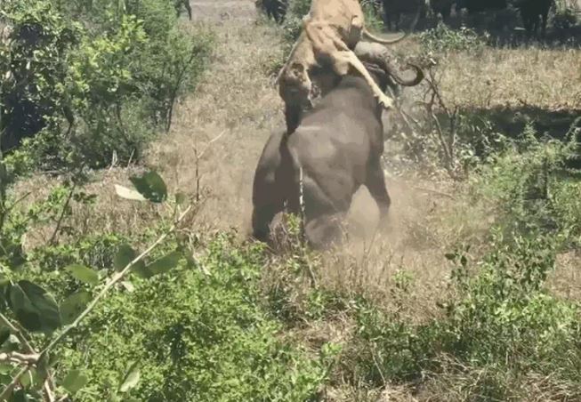 Ảnh cắt từ clip.