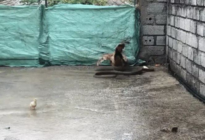 Ảnh cắt từ clip.