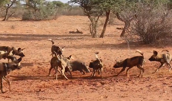 Ảnh cắt từ clip.