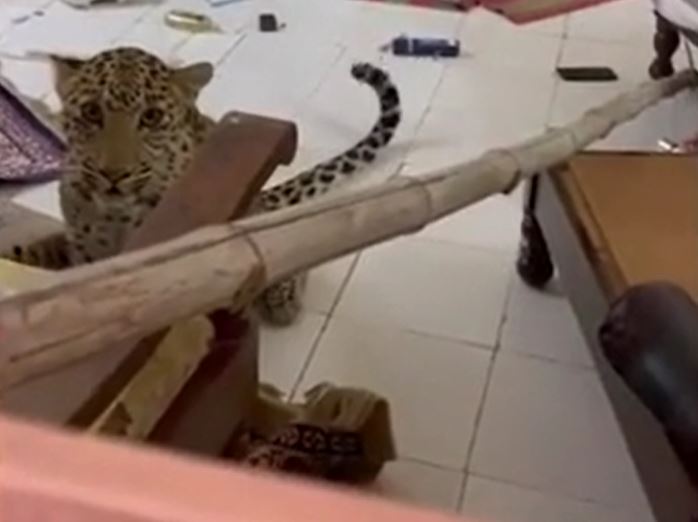 Ảnh cắt từ clip.