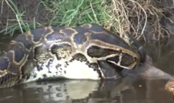 Ảnh cắt từ clip.