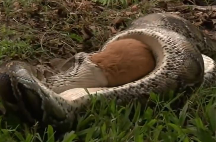 Ảnh cắt từ clip.