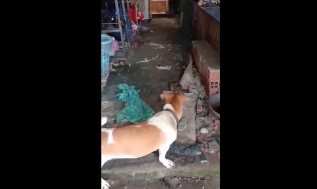 Ảnh cắt từ clip.