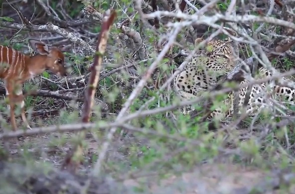 Ảnh cắt từ clip.