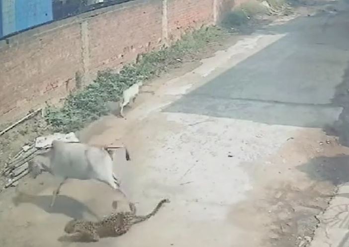 Ảnh cắt từ clip.