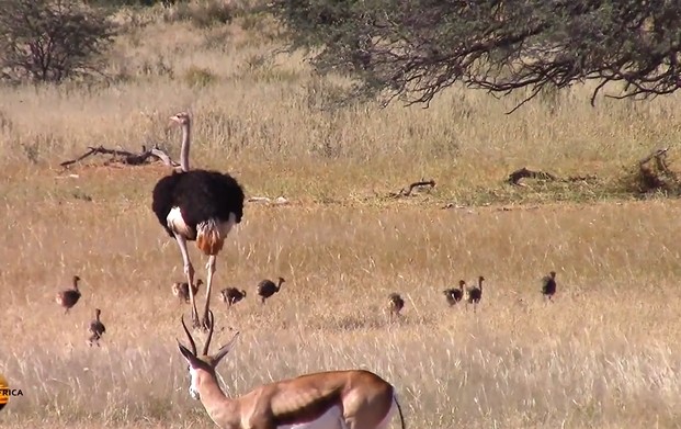 Ảnh cắt từ clip