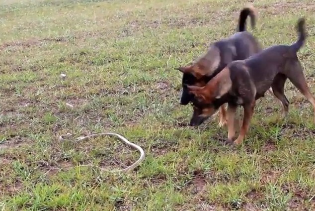 Ảnh cắt từ clip.