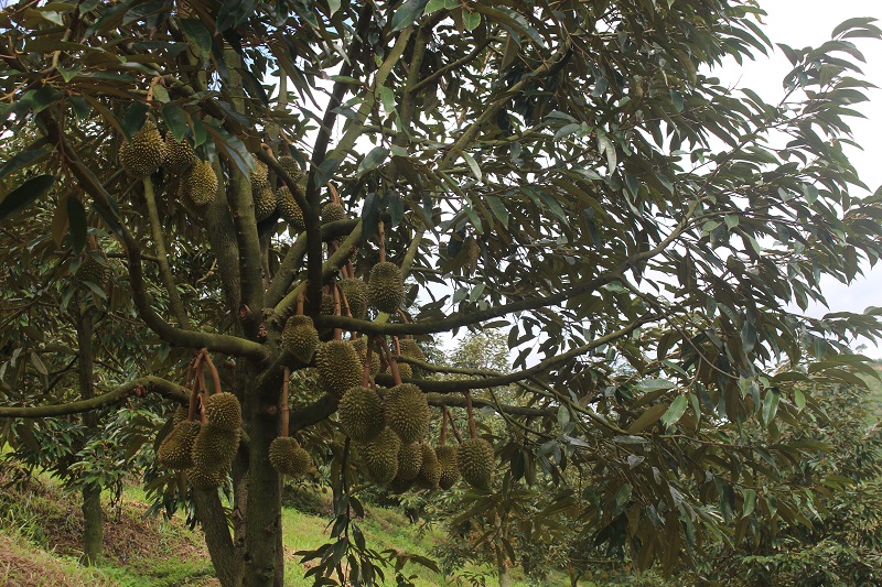 Sầu riêng Đam Rông chín muộn hơn các vùng trồng khác. 