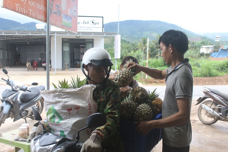 Dứa mật Đam Rông sẽ có điều kiện phát triển khi được xác lập nhãn hiệu chứng nhận.