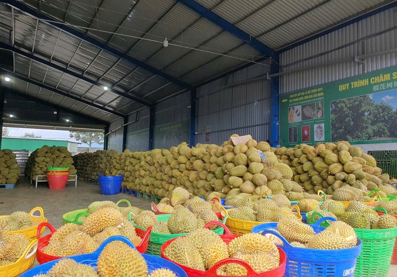 Nhãn hiệu chứng nhận là "con dấu vàng" bảo chứng cho uy tín, chất lượng của Sầu riêng Đam Rông. Nhãn hiệu chứng nhận là "con dấu vàng" bảo chứng cho uy tín, chất lượng của Sầu riêng Đam Rông.