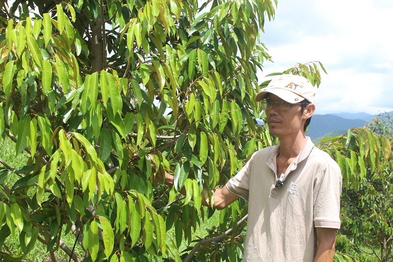 Cán bộ kỹ thuật HTX Nông nghiệp Công nghệ cao Sầu riêng Đam Rông giới thiệu về sầu riêng hữu cơ.
