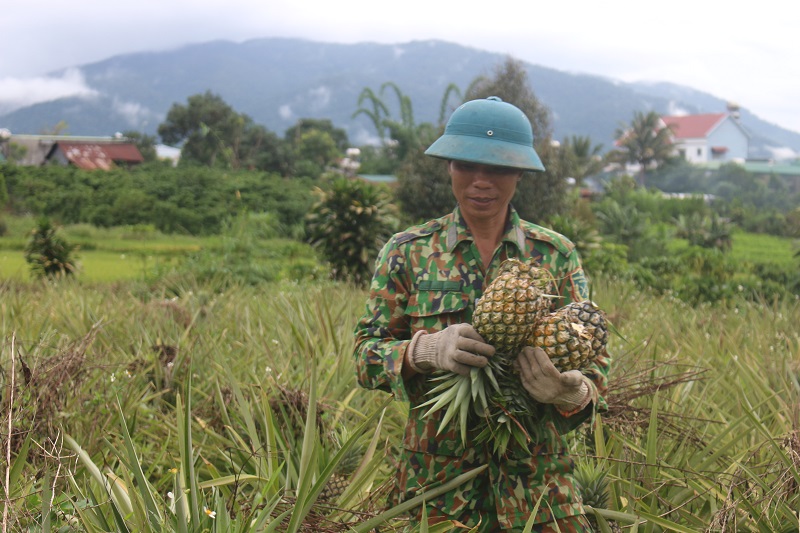 Thu hoạch dứa mật Đam Rông.