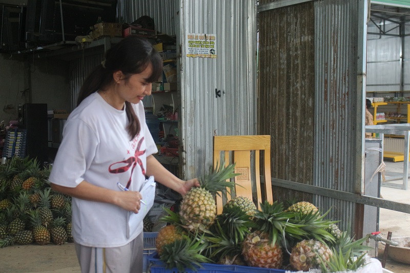 Dứa mật Đam Rông rất được ưu chuộng.