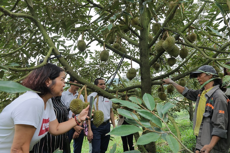 Sầu riêng Đam rông đang vào mùa dưỡng trái.