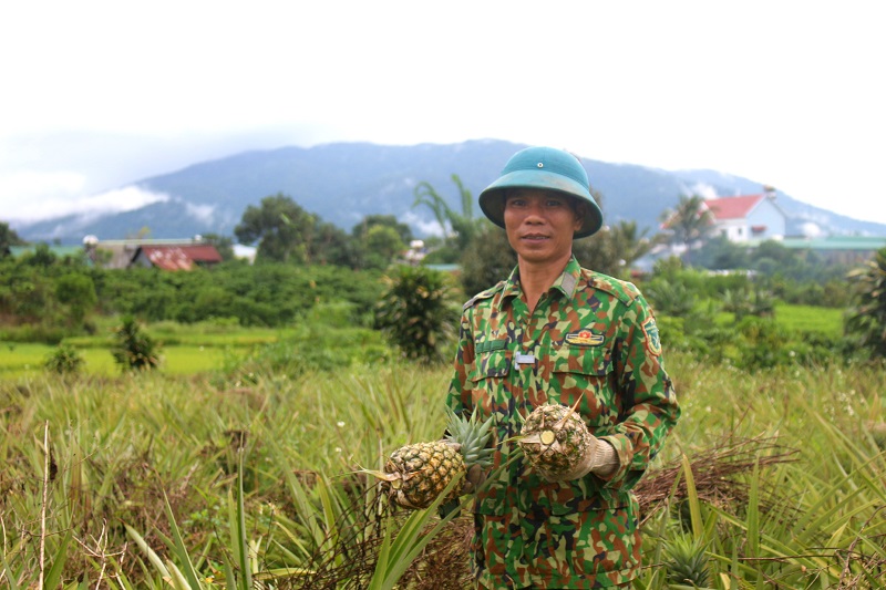 Ông Nguyễn Minh Thắng – Tổ trưởng Tổ hợp tác dứa mật Rô Men, người được xem là “thủ lĩnh” của cây dứa mật Đam Rông.