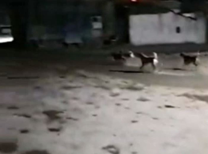 Ảnh cắt từ clip.