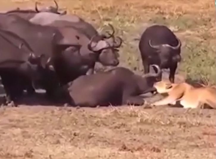 Ảnh cắt từ clip.