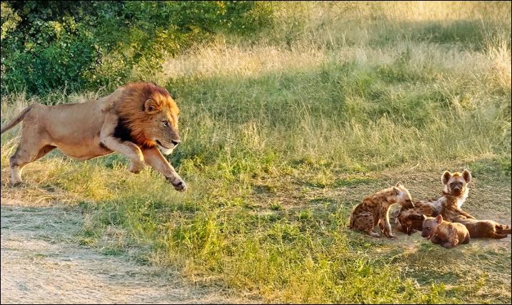 Sư tử lao tới tấn công bầy linh cẩu.
