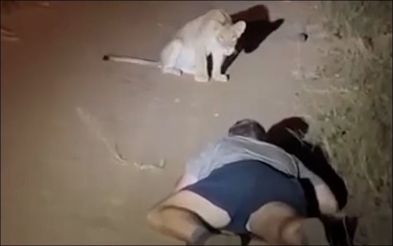 Hành động rời khỏi xe để tiếp cận sư tử đã khiến hướng dẫn viên du lịch này có nguy cơ mất việc và thậm chí là phải đối mặt với việc bị truy cứu trách nhiệm hình sự.