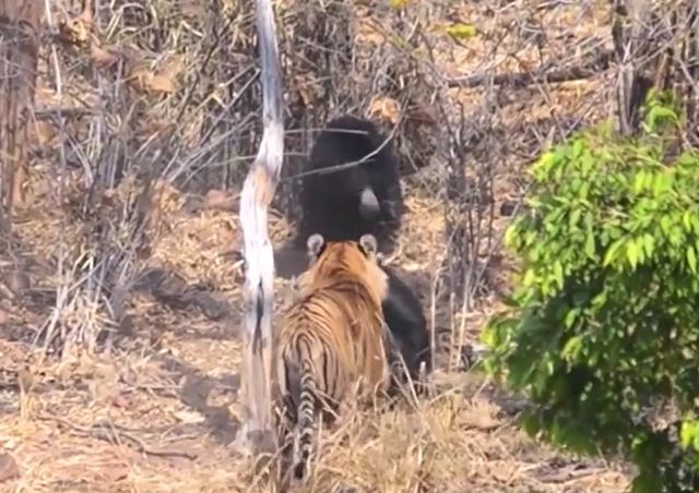 Ảnh cắt từ clip.