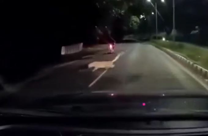 Ảnh cắt từ clip.