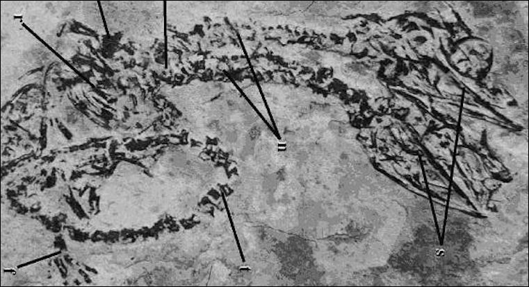 Một hóa thạch Hyphalosaurus có hai đầu.