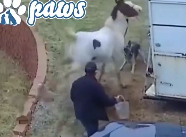 Ảnh cắt từ clip.