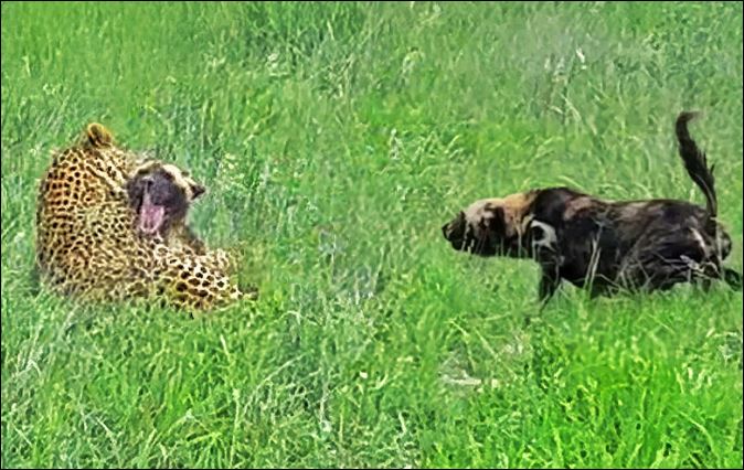 Báo hoa mai ra đòn quá nhanh khiến bầy chó hoang không kịp phản ứng.