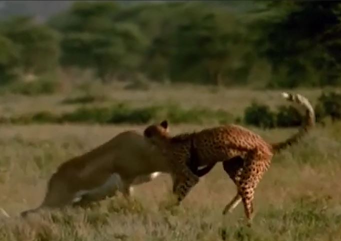 Ảnh cắt từ clip.