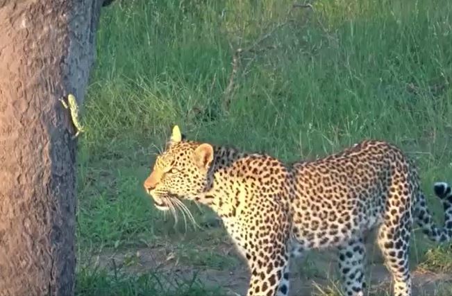 Ảnh cắt từ clip.