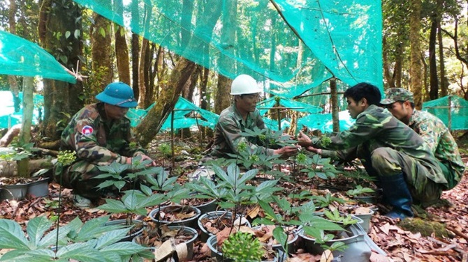 Tỉnh Quảng Ngãi xác định khoa học và công nghệ là nền tảng then chốt để phát triển sâm Ngọc Linh thành ngành hàng giá trị cao. Tỉnh Quảng Ngãi xác định khoa học và công nghệ là nền tảng then chốt để phát triển sâm Ngọc Linh thành ngành hàng giá trị cao.