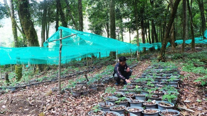 Sâm Ngọc Linh đang từng bước khẳng định vị thế sản phẩm quốc gia tầm quốc tế Sâm Ngọc Linh đang từng bước khẳng định vị thế sản phẩm quốc gia tầm quốc tế