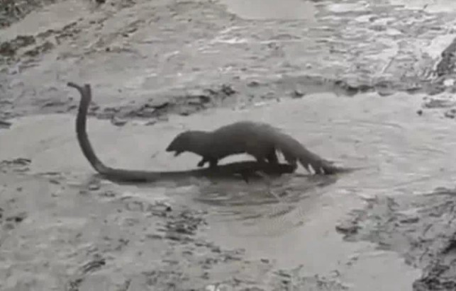 Ảnh cắt từ clip.