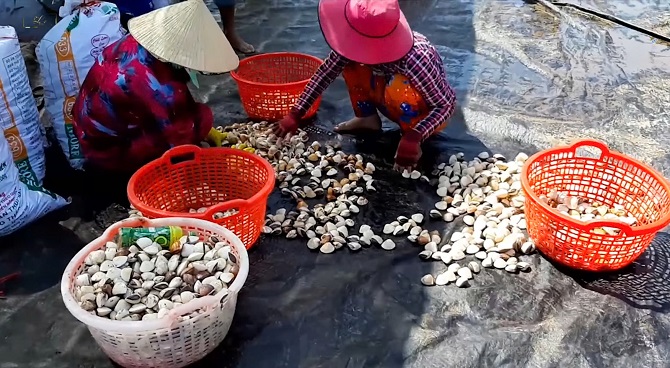 Người dân phân loại nghêu sau thu hoạch, chuẩn bị cho hành trình ra thị trường.