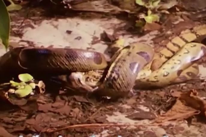 Ảnh cắt từ clip.